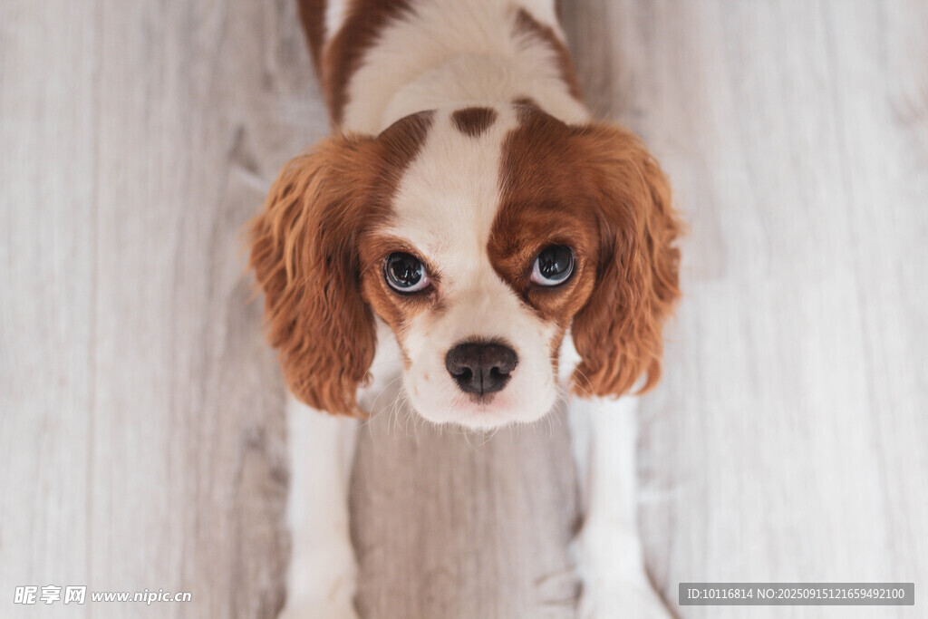 小獵犬