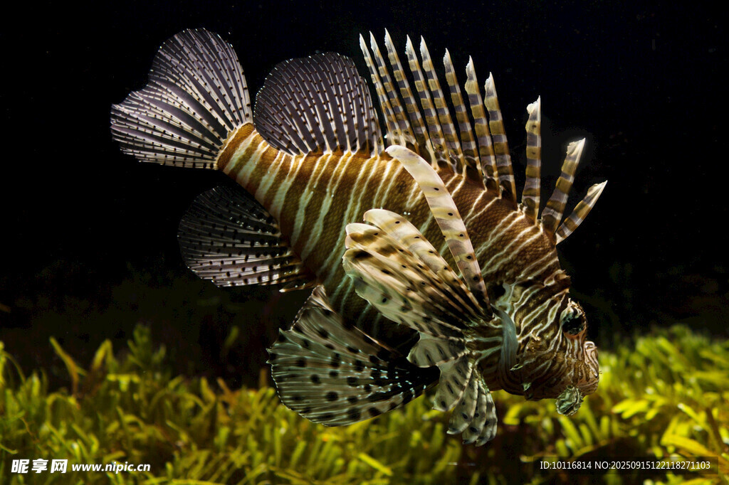 獅子魚(yú)