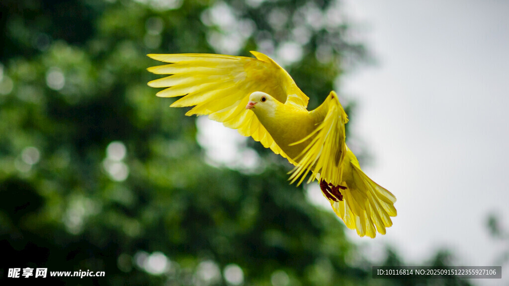 鳥