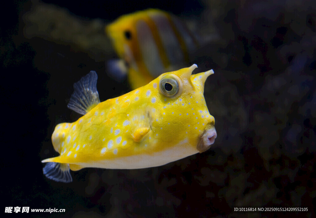 斑點(diǎn)小魚