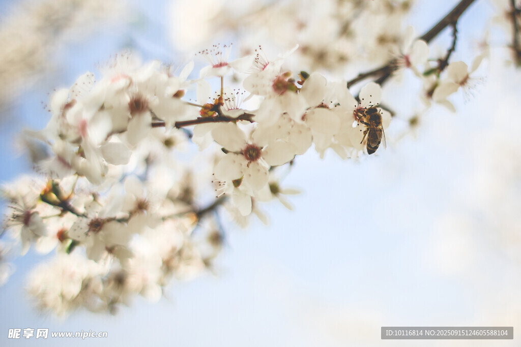 蜜蜂
