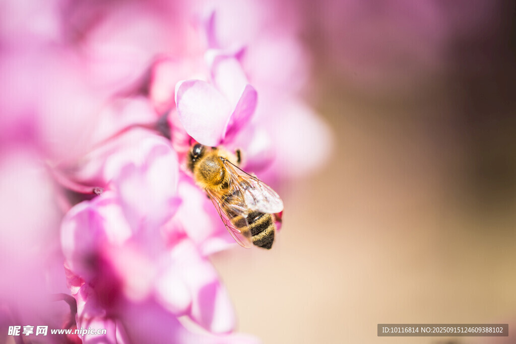 蜜蜂