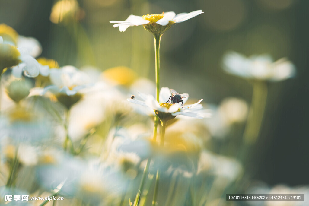 蜜蜂