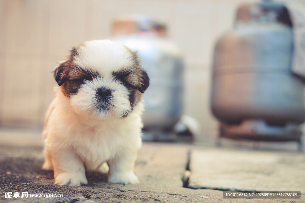 小京巴犬