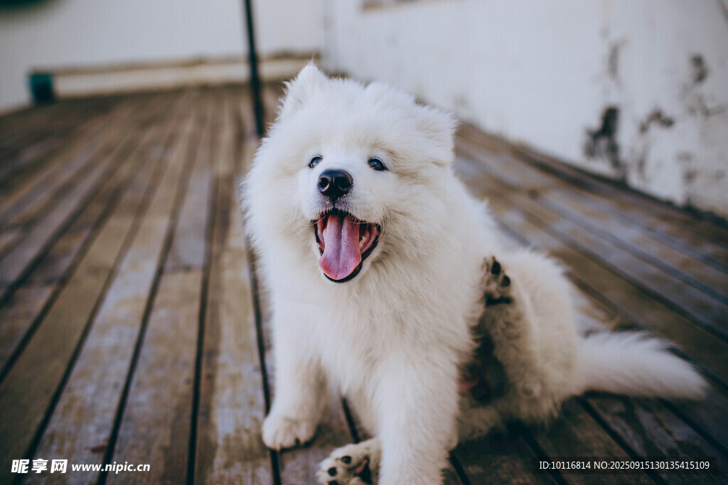 薩摩犬