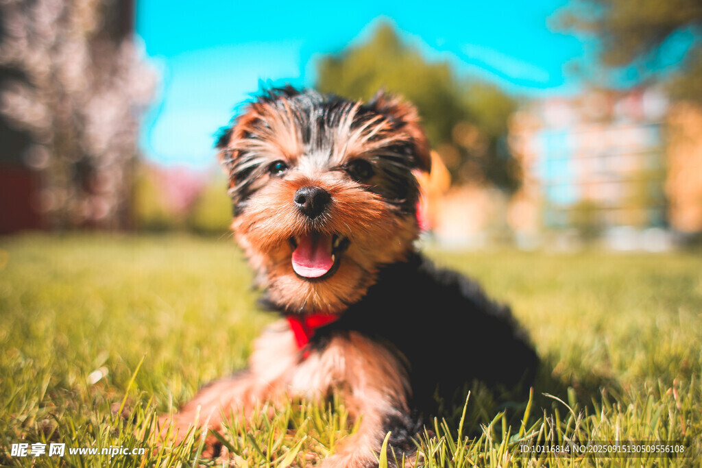 約克夏犬