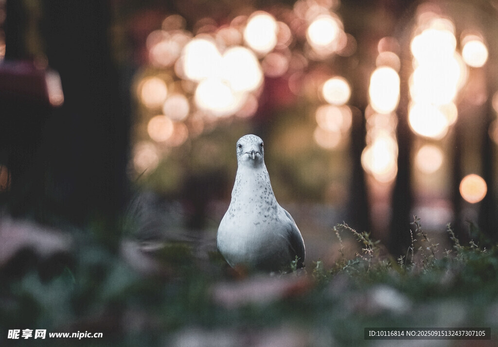 鴿子