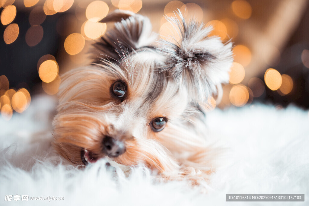 約克夏犬