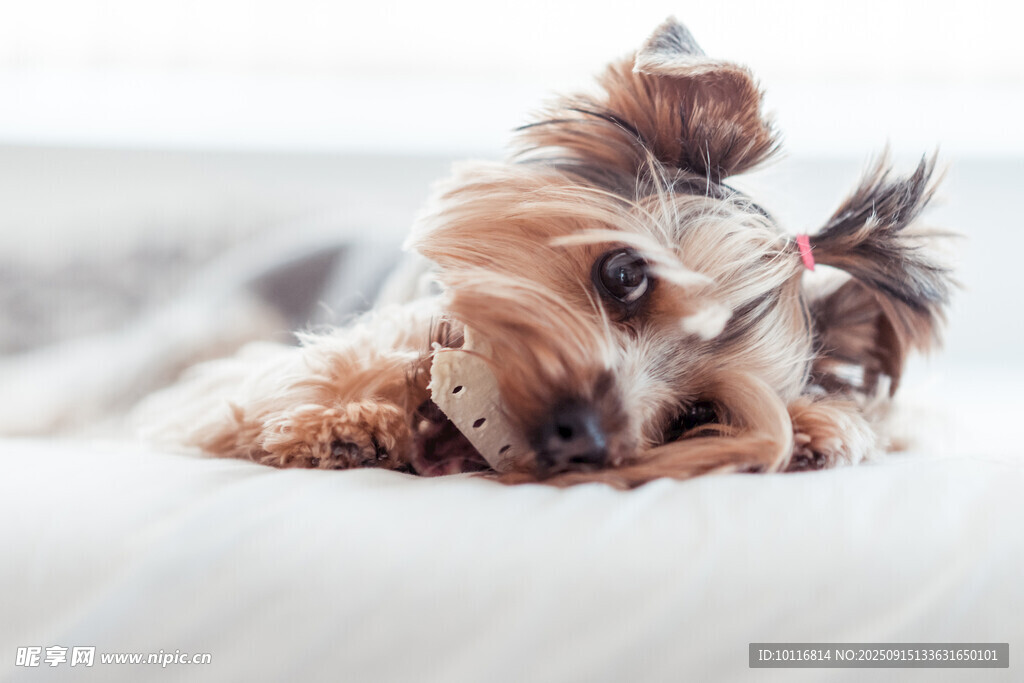 約克夏犬
