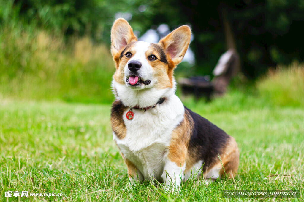 柯基犬