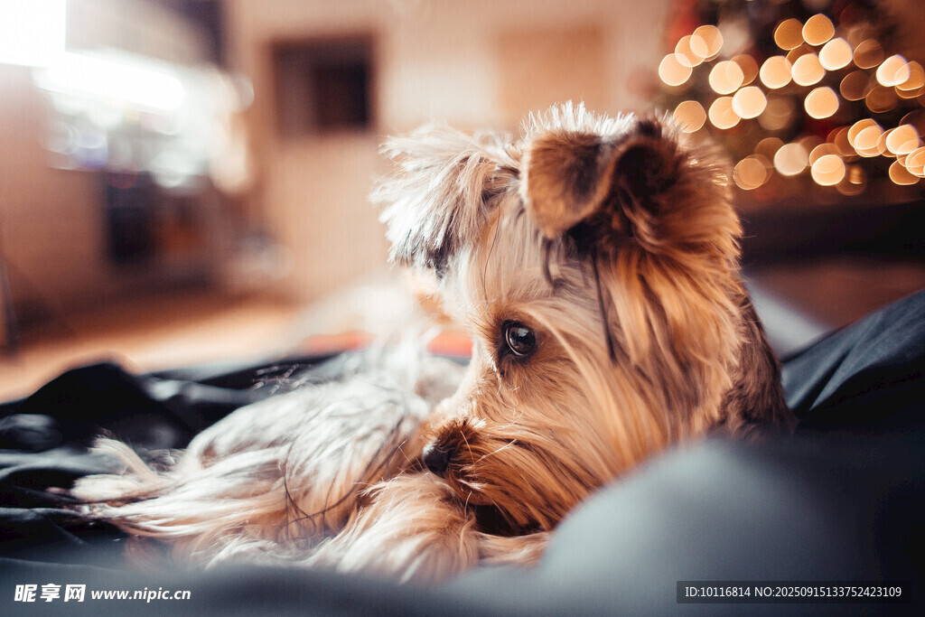 約克夏犬