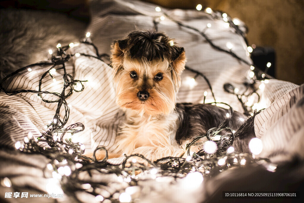 約克夏犬