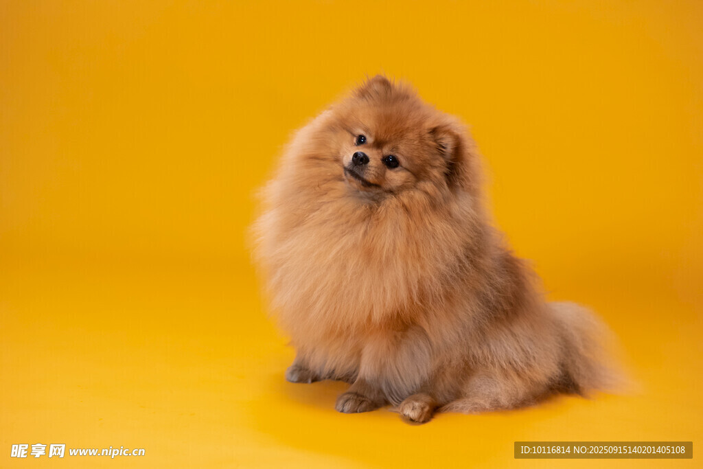 博美犬