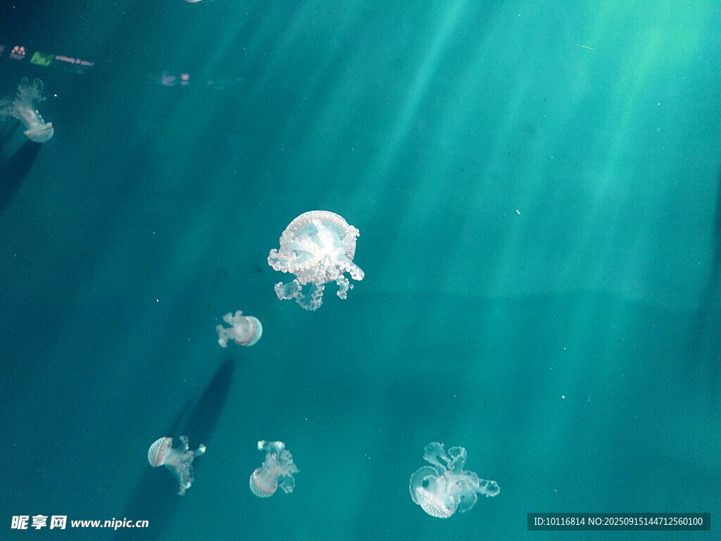 水母
