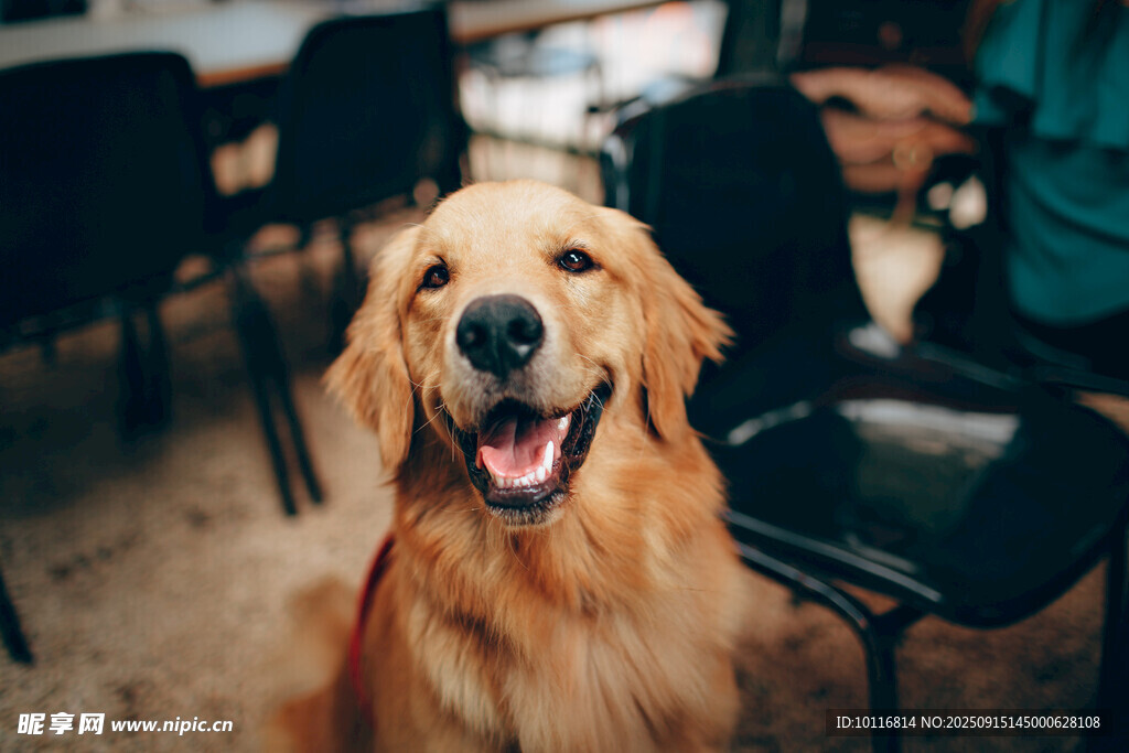 金毛犬