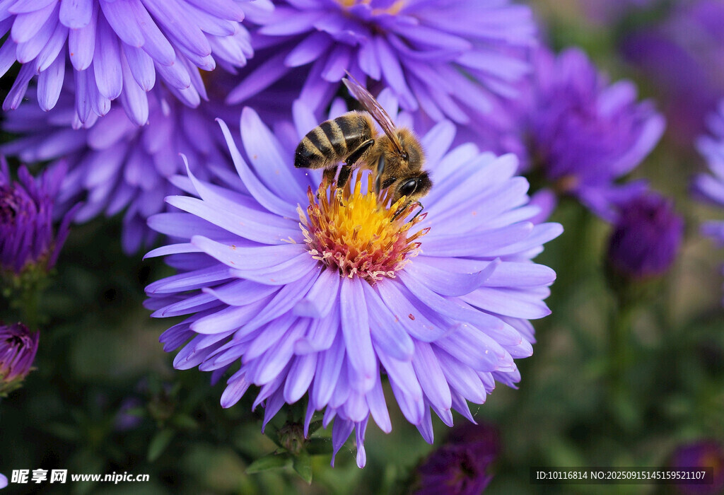 蜜蜂