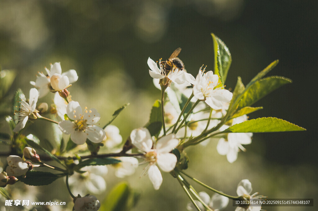 蜜蜂