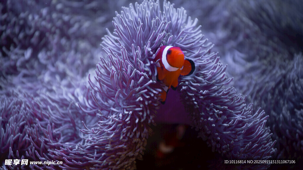 小丑魚