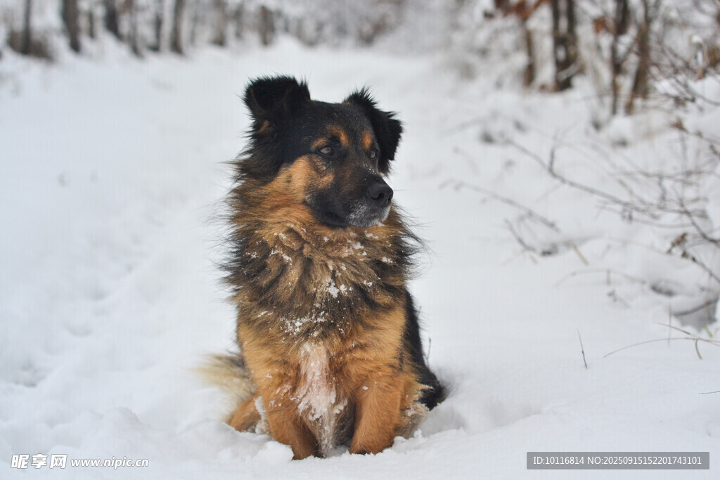 長毛犬