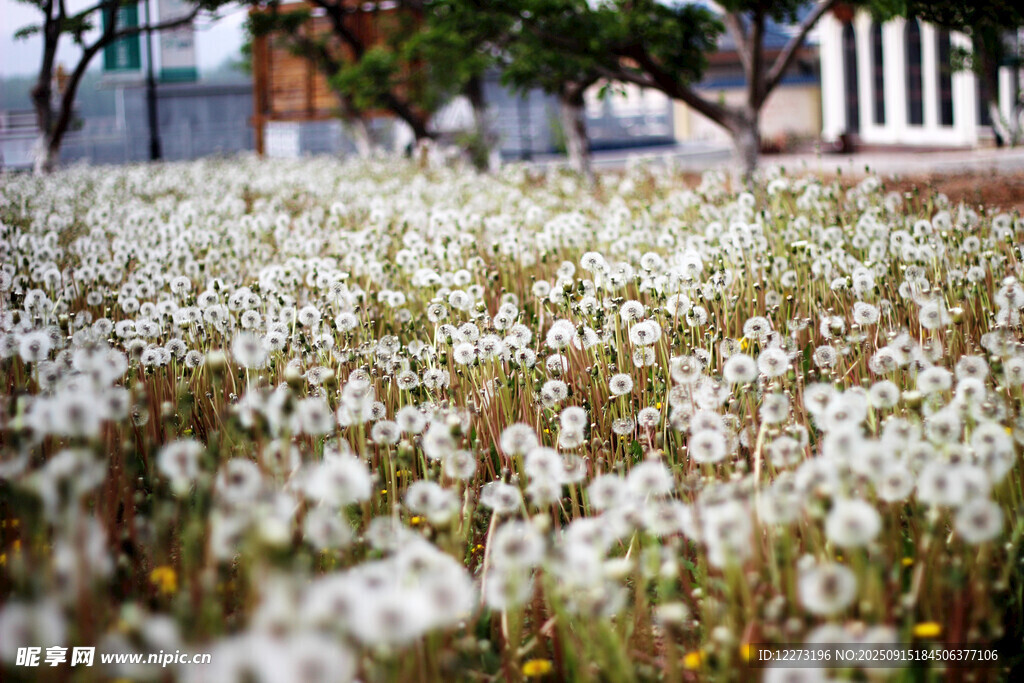 白色花叢綻放的美麗景象