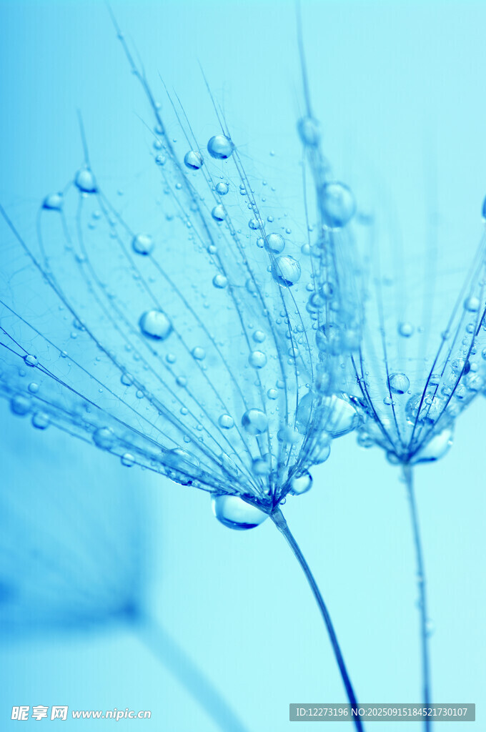 藍(lán)調(diào)水珠蒲公英特寫