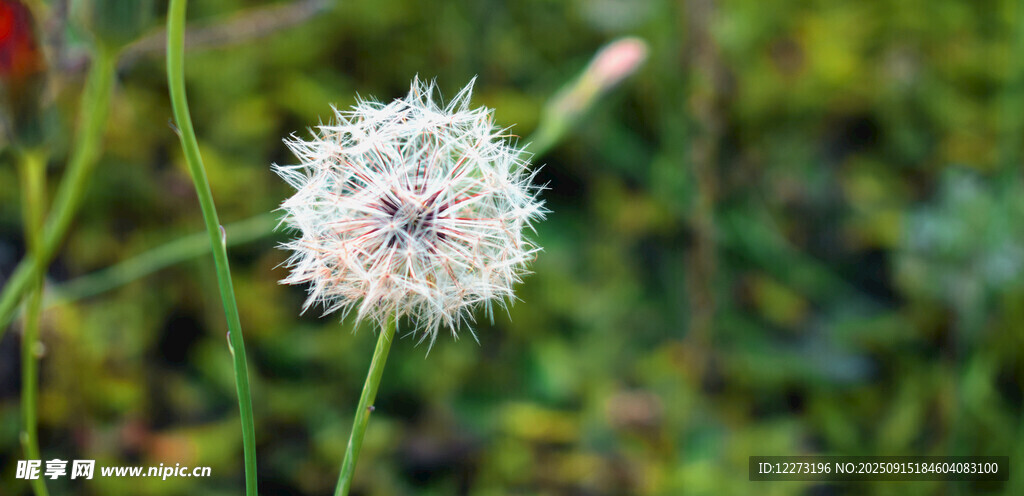 白色絨球小花綻放于草地