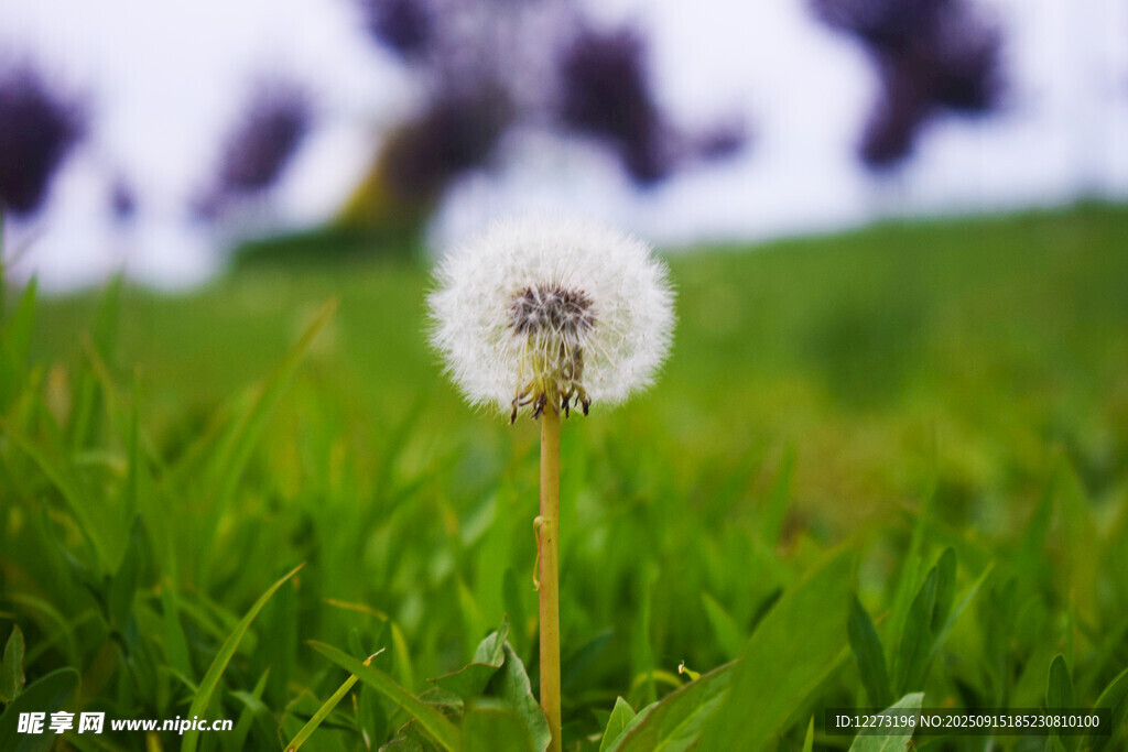 草地上的蒲公英
