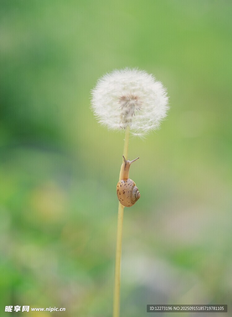 單株蒲公英特寫