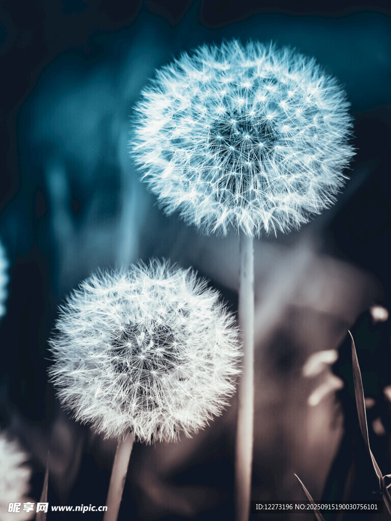 夢(mèng)幻蒲公英 