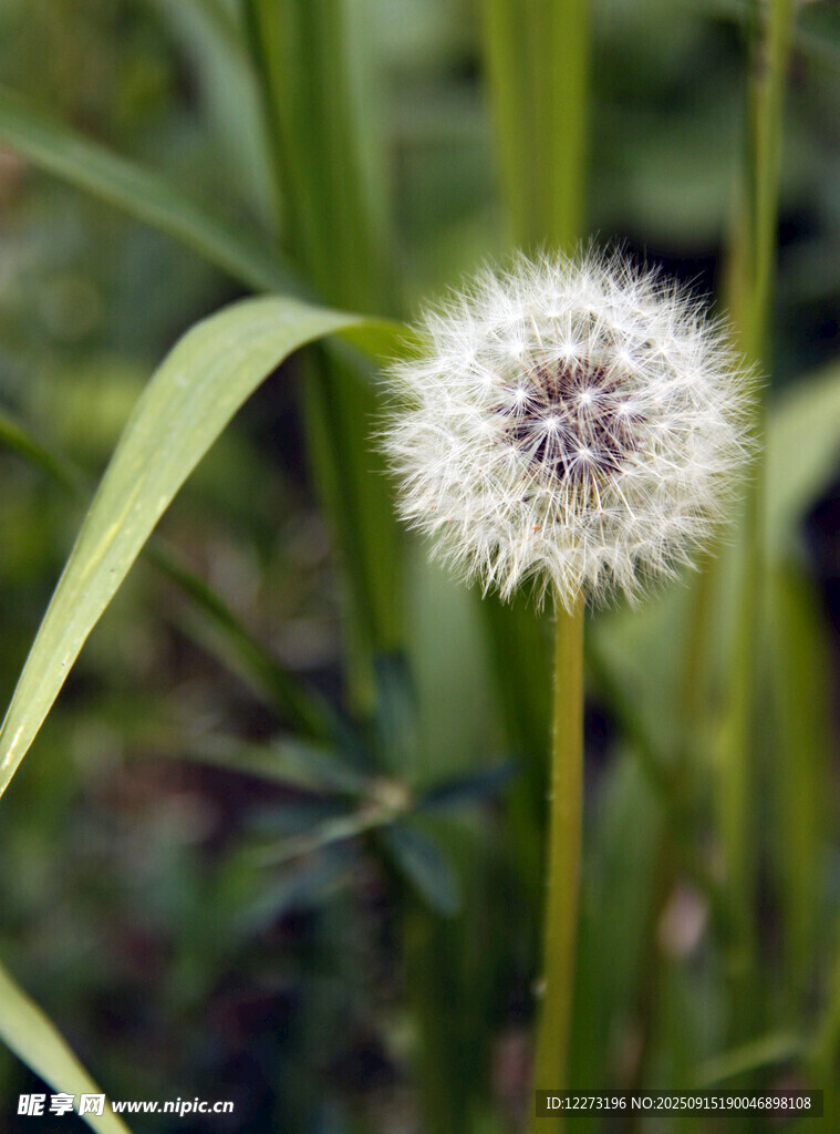 蒲公英特寫 