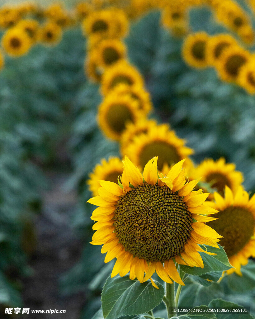 向日葵花田的燦爛景致