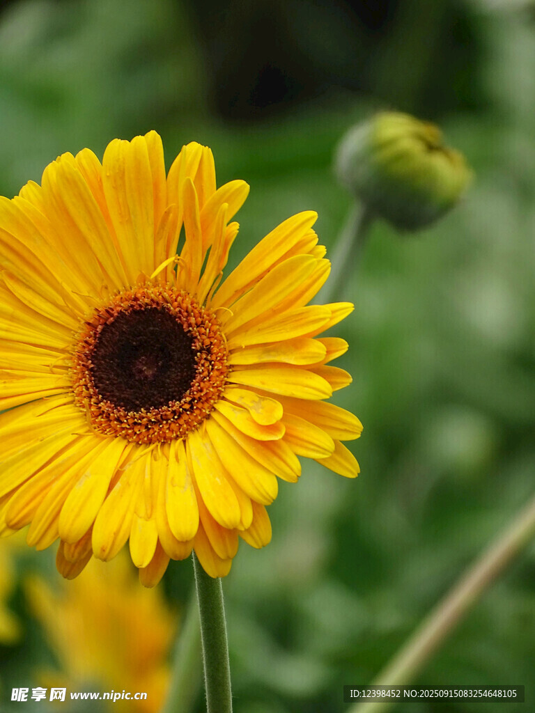 黃色雛菊綻放
