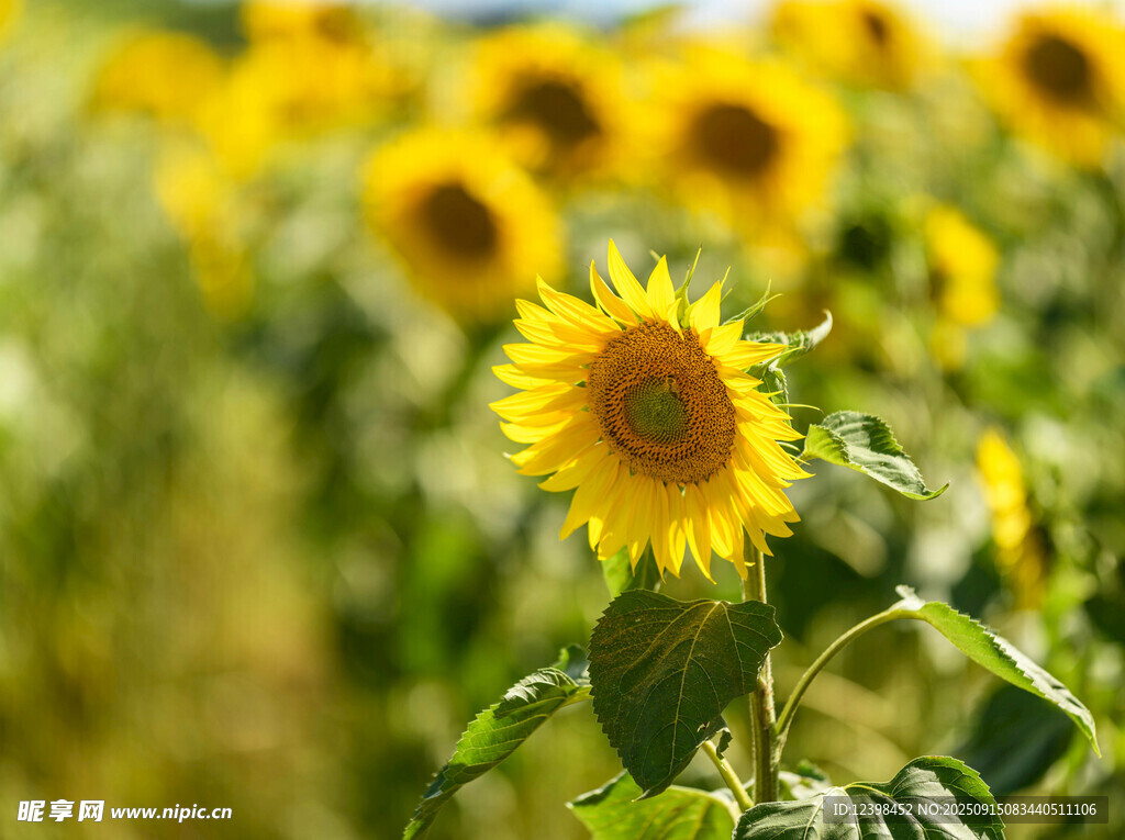 向日葵花田中的燦爛花朵