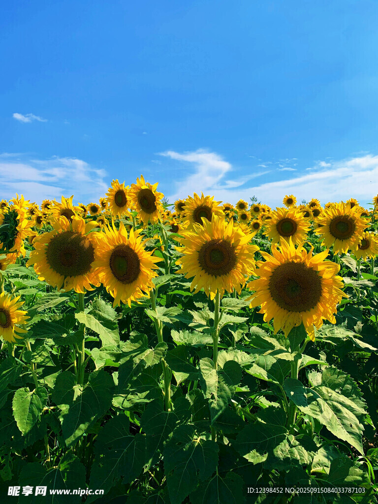 向日葵花田