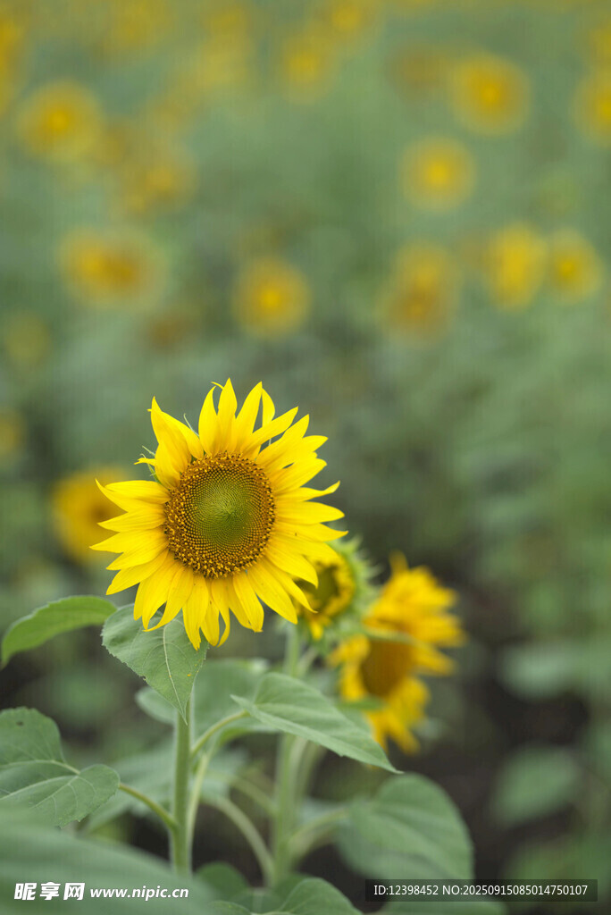 向日葵花田中的燦爛花朵