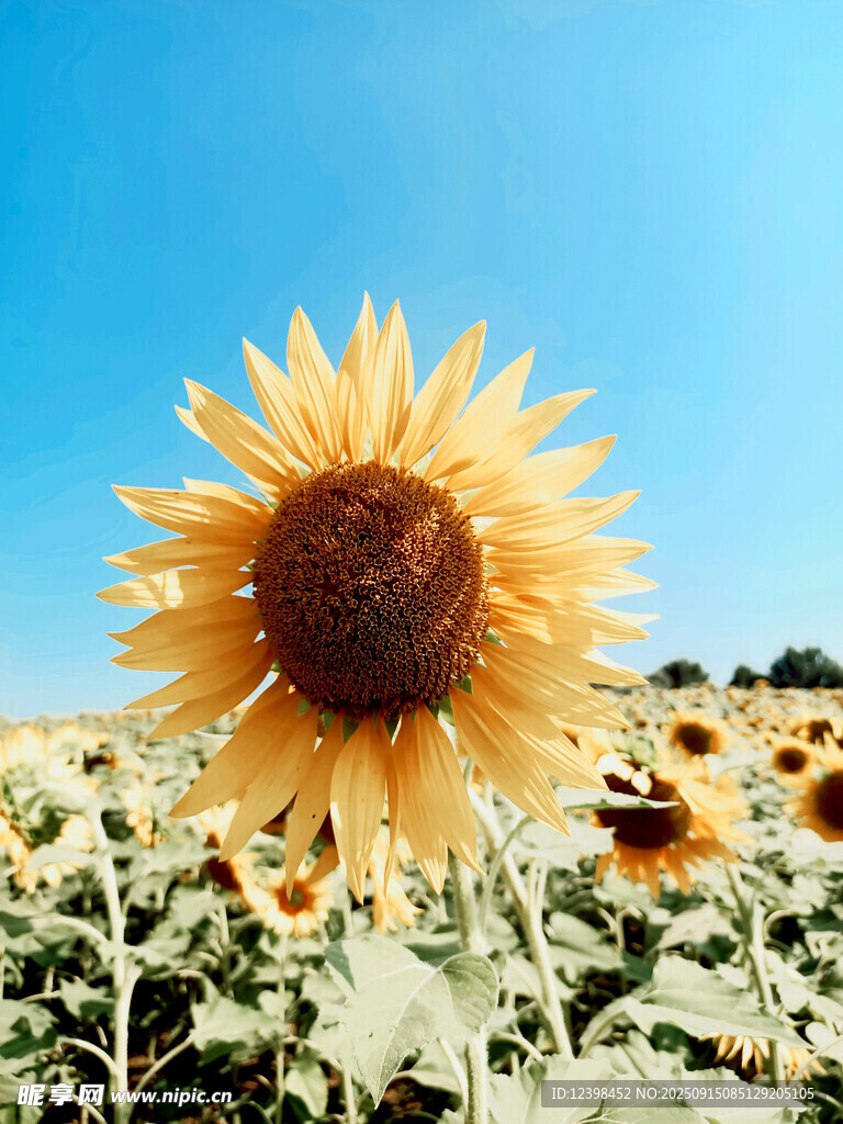 向日葵花海中的燦爛花朵