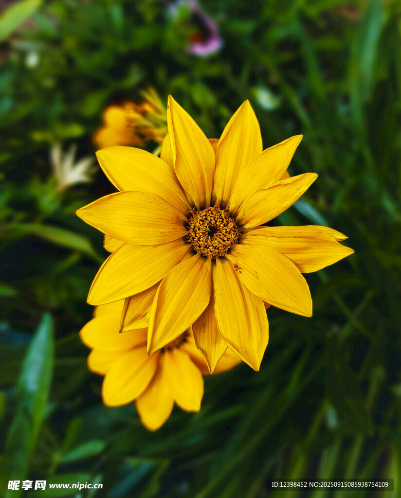 黃色綻放小花