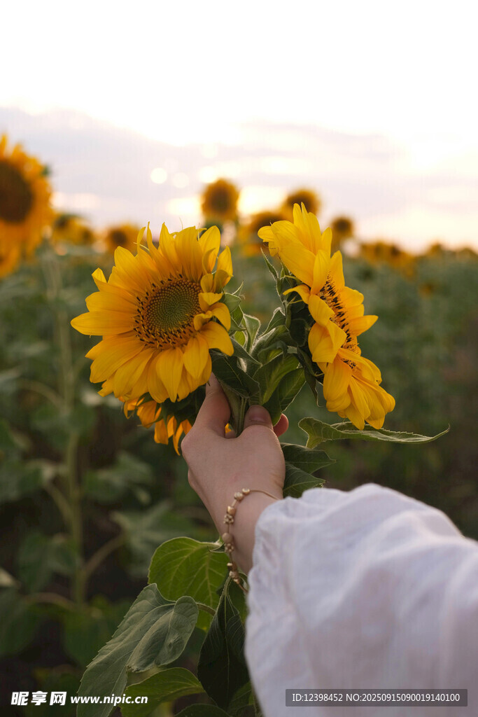 手捧向日葵
