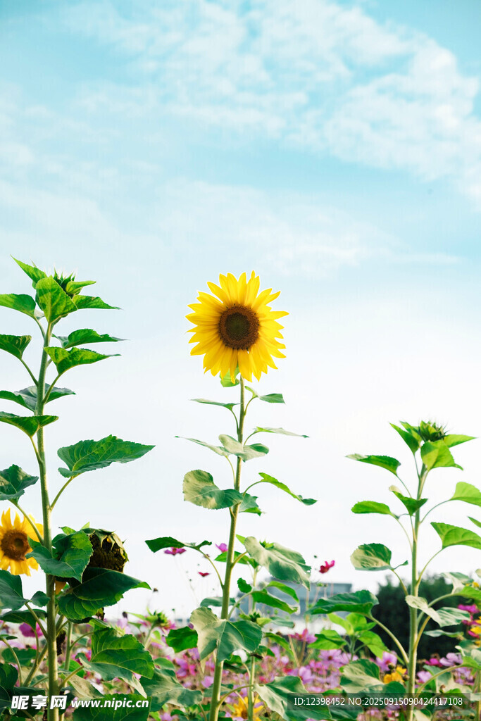 陽(yáng)光下的向日葵與花草