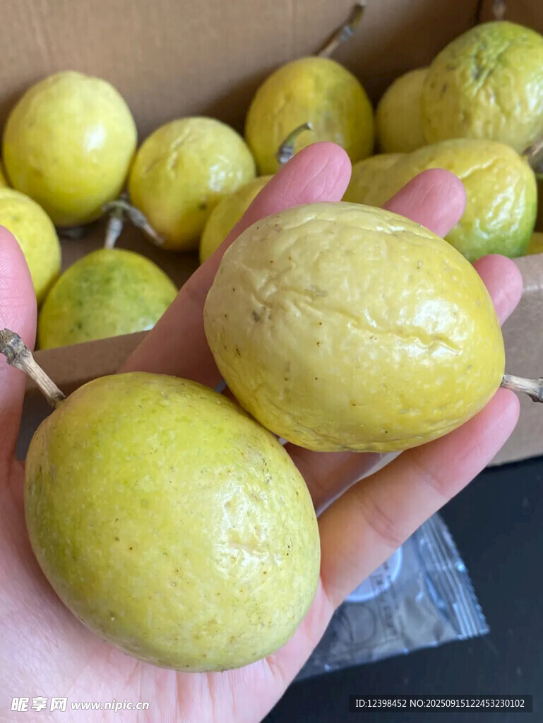 手捧新鮮黃金百香果