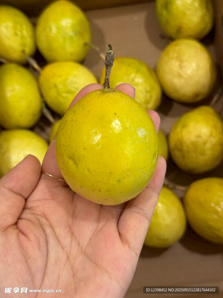 手捧金黃飽滿百香果