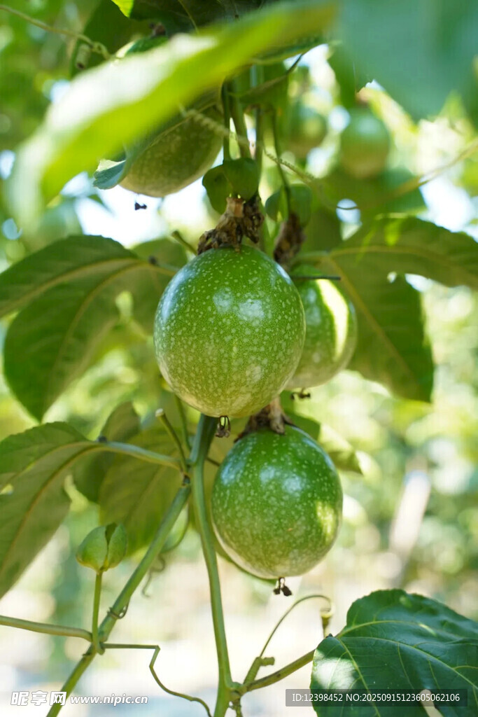 枝頭青百香果生機(jī)滿(mǎn)滿(mǎn)