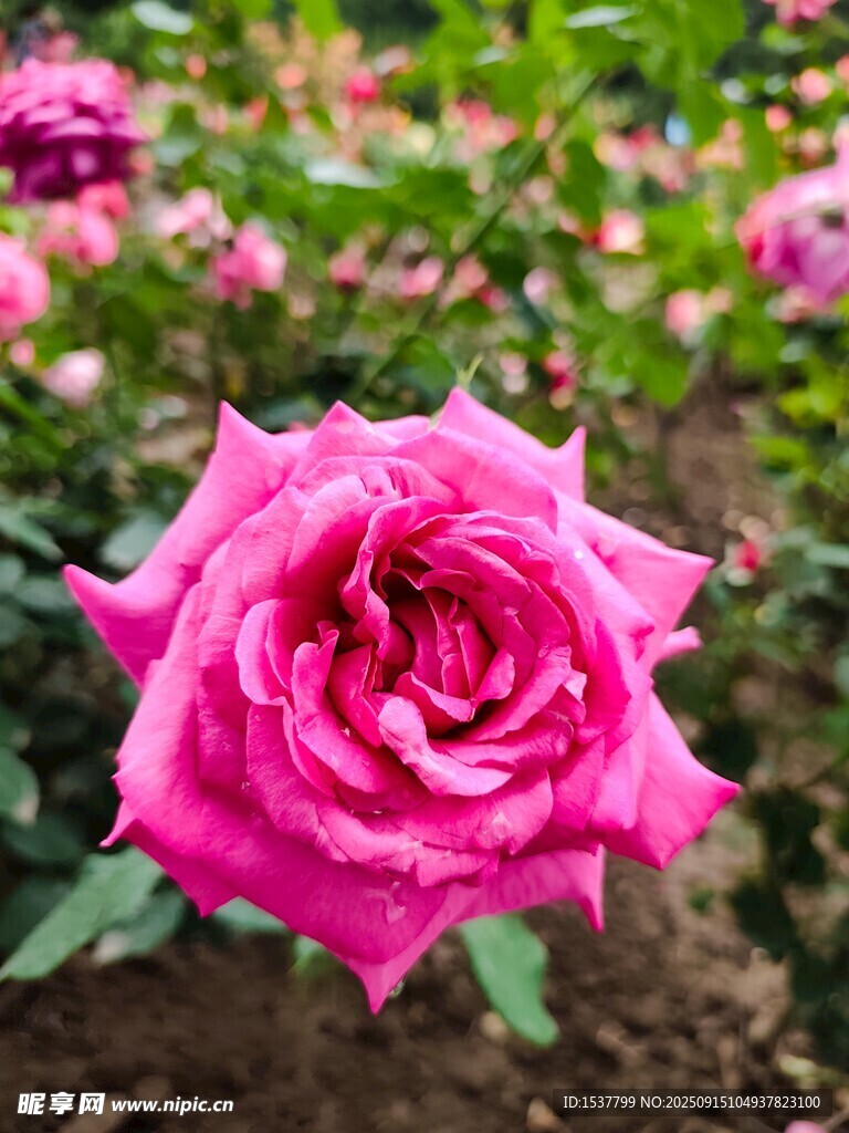嬌艷粉色月季花特寫(xiě)