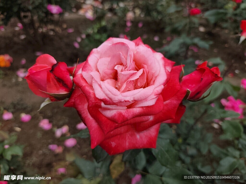 嬌艷雙色玫瑰花綻放