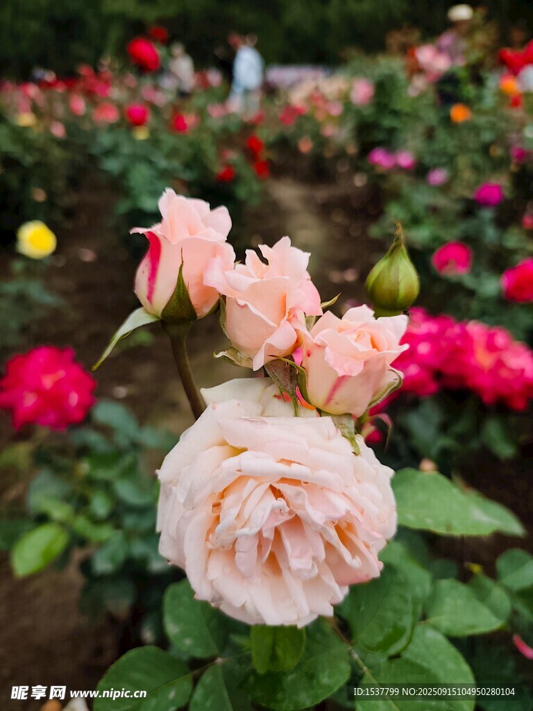嬌艷多彩的盛開(kāi)玫瑰花