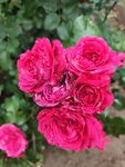 嬌艷盛開(kāi)的粉紅色月季花