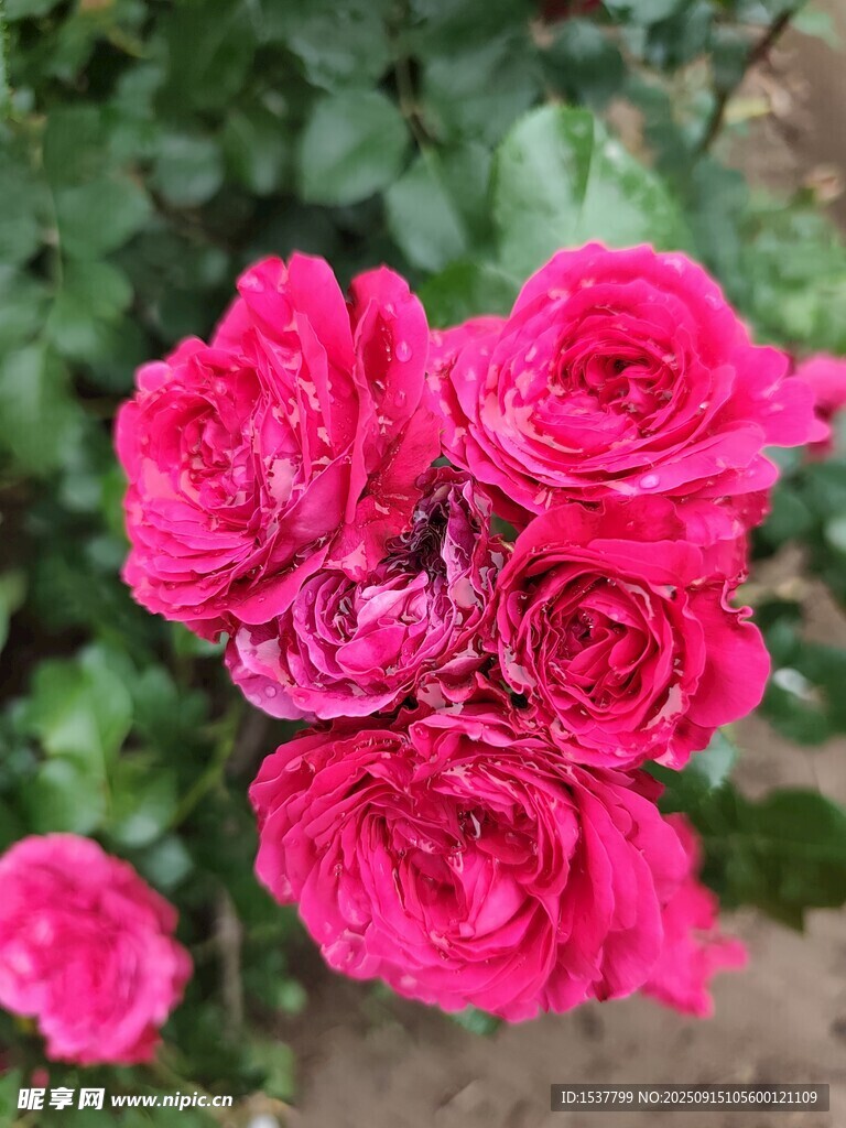 嬌艷盛開的粉紅色月季花