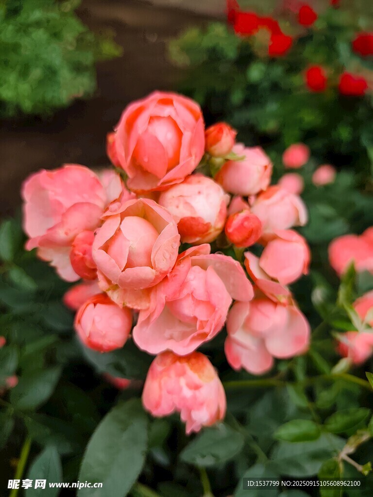 嬌艷粉色月季花綻放
