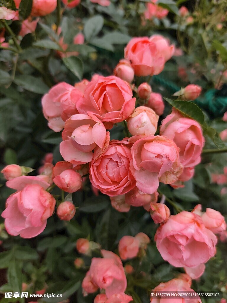 嬌艷粉色月季花綻放