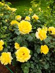 盛開(kāi)的黃色月季花